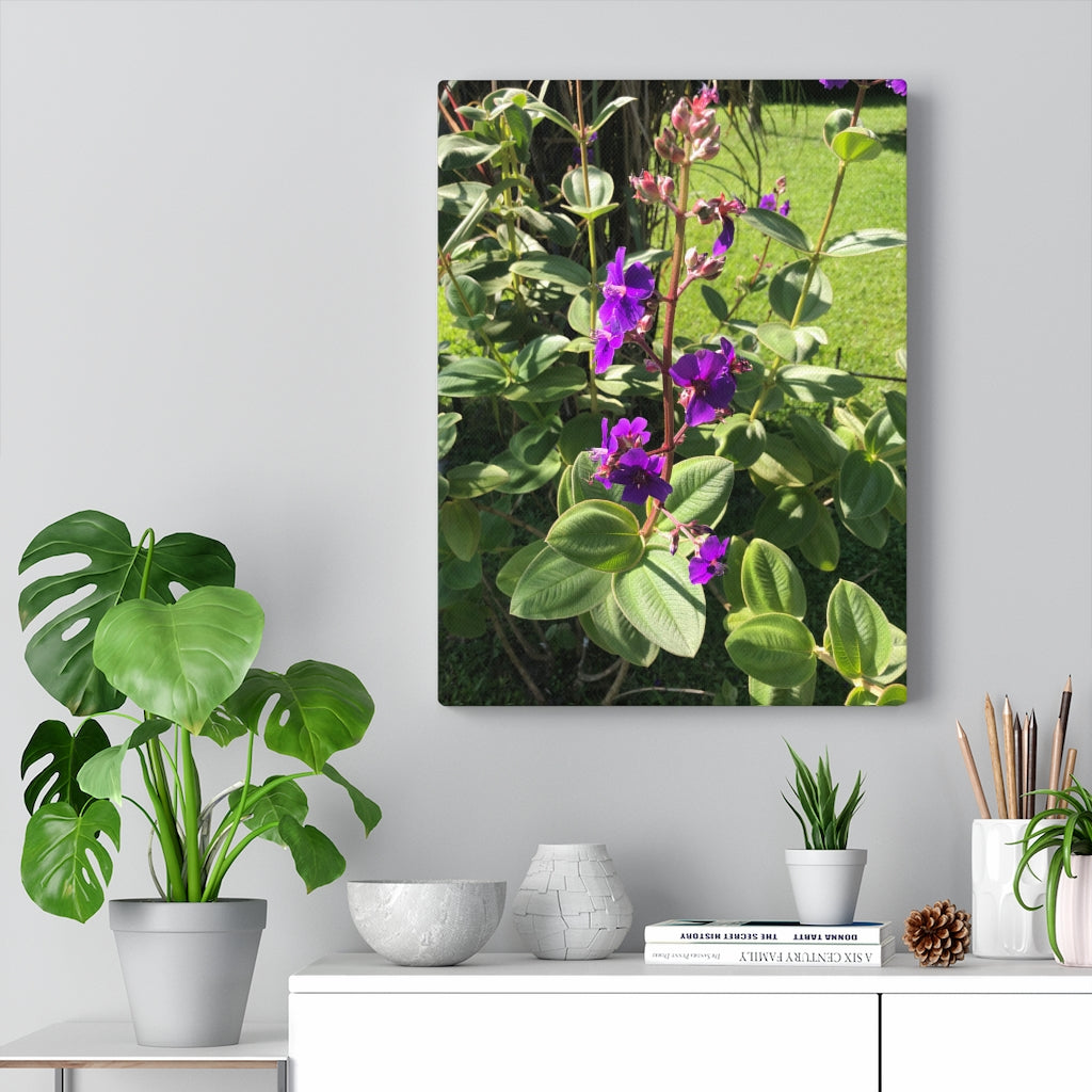 Violet Flower Blooming - Stretched Canvas