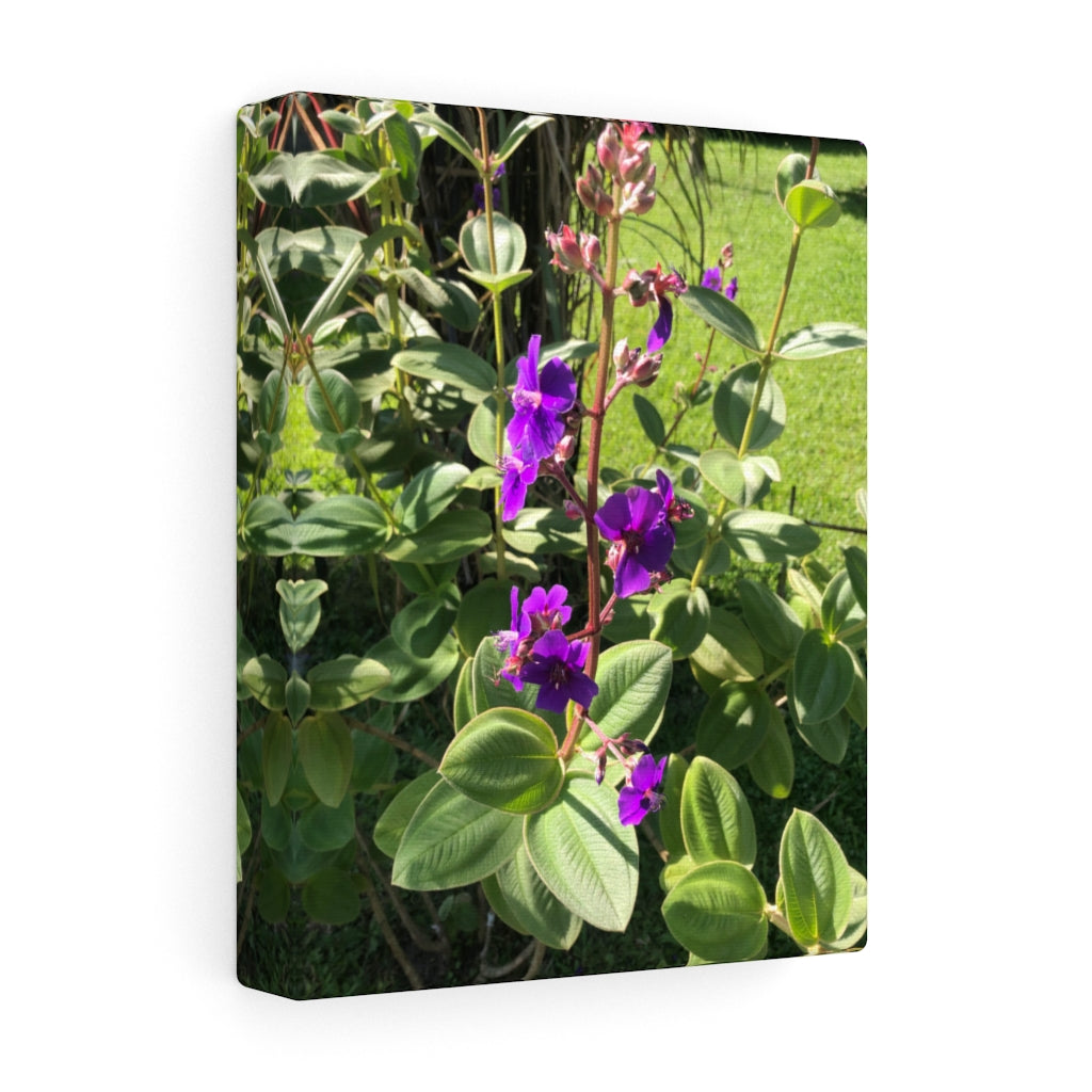 Violet Flower Blooming - Stretched Canvas