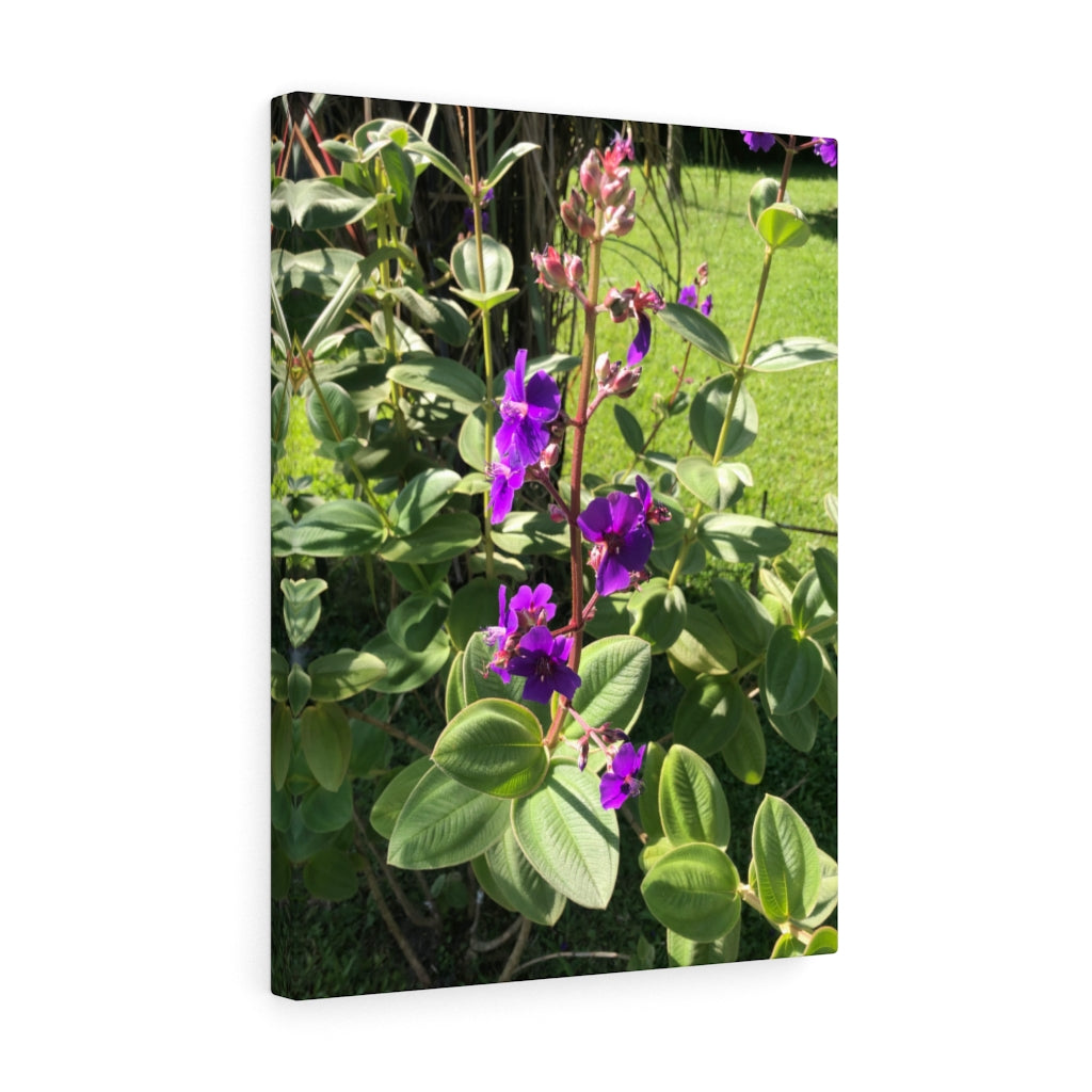 Violet Flower Blooming - Stretched Canvas