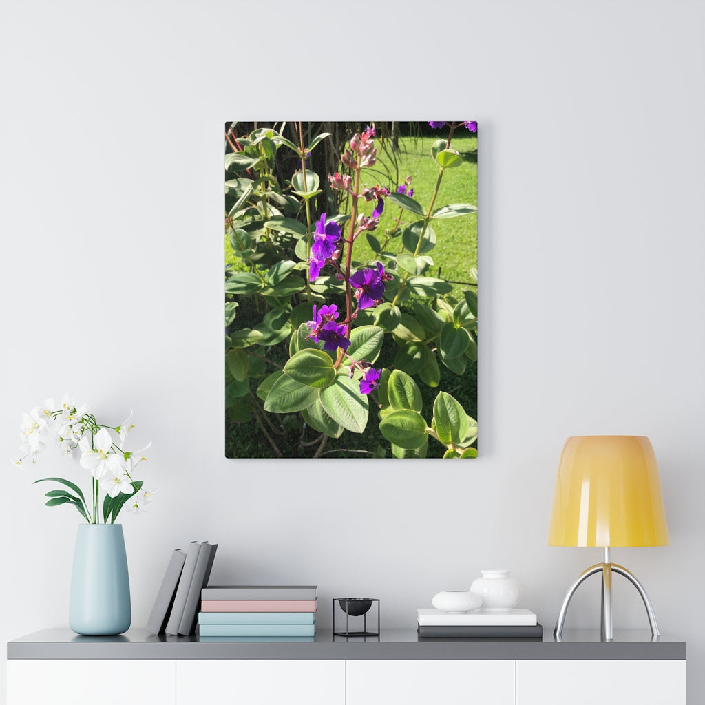 Violet Flower Blooming - Stretched Canvas