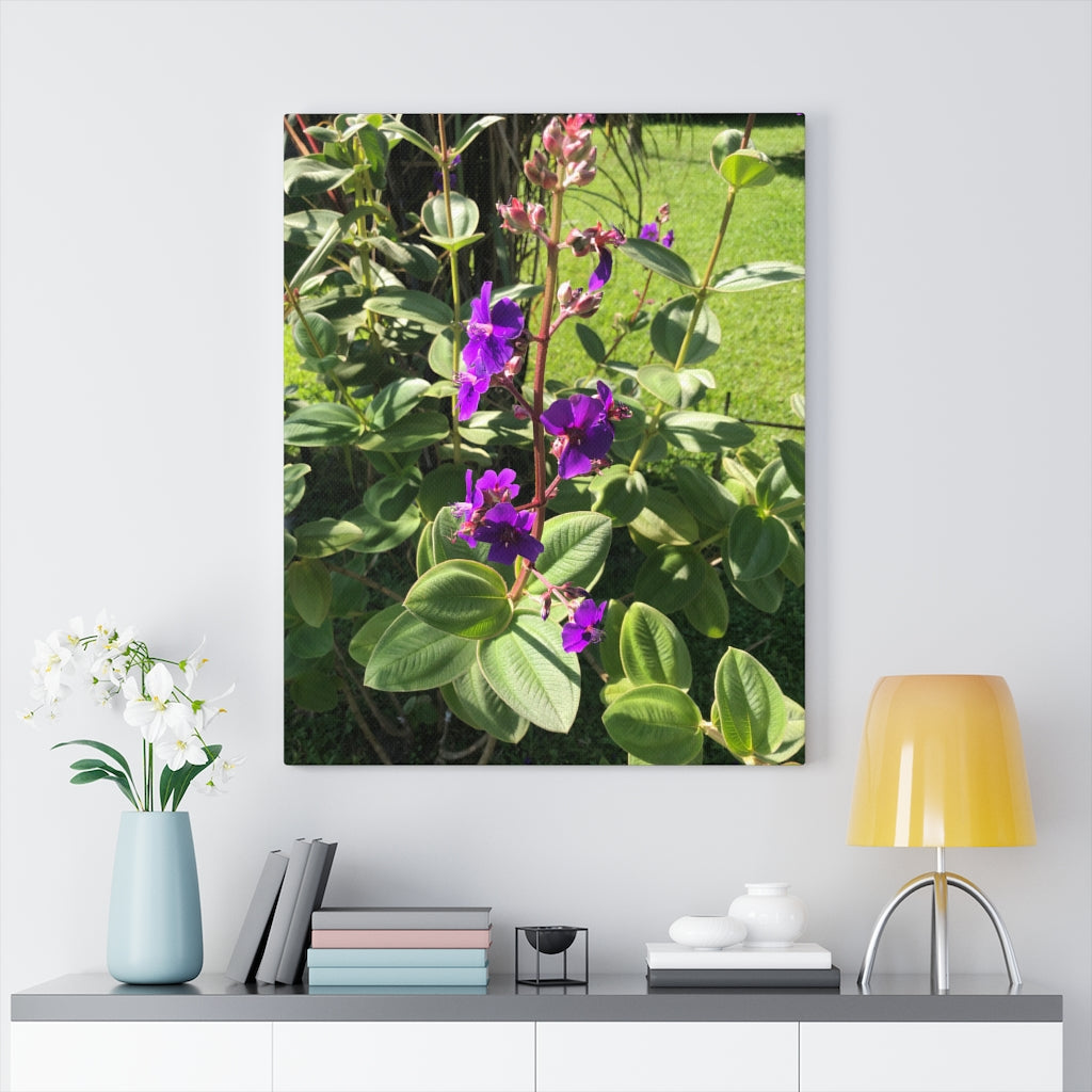 Violet Flower Blooming - Stretched Canvas